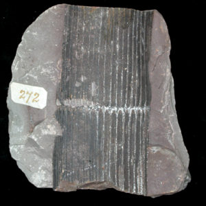Calamites, Lapworth Museum of Geology, Winterbourne House and Garden, Digging for Dirt