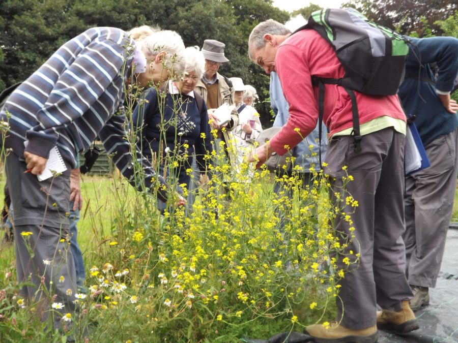 Members of the Birmingham and Black Country Botanical Society and Warwickshire Flora Group attempt to identify a mustard plant, Winterbourne House and Garden, Digging for Dirt