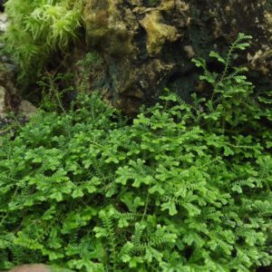 Selaginella, the lesser clubmoss, Winterbourne House and Garden, Digging for Dirt