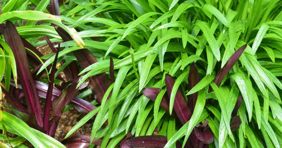Eucomis and Agapanthus Malcolm Mollart