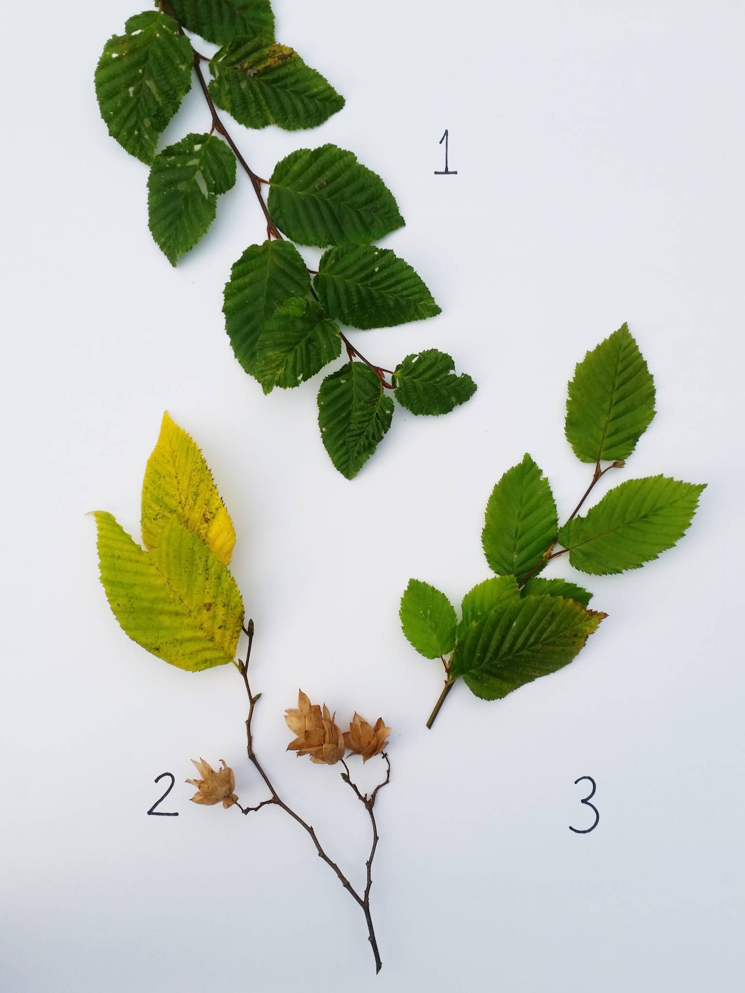 Fagus sylvatica (1), Carpinus betulus (2), and Ostrya carpinifolia (3), photograph by Leighanne Gee, WInterbourne House and Garden, Digging for Dirt