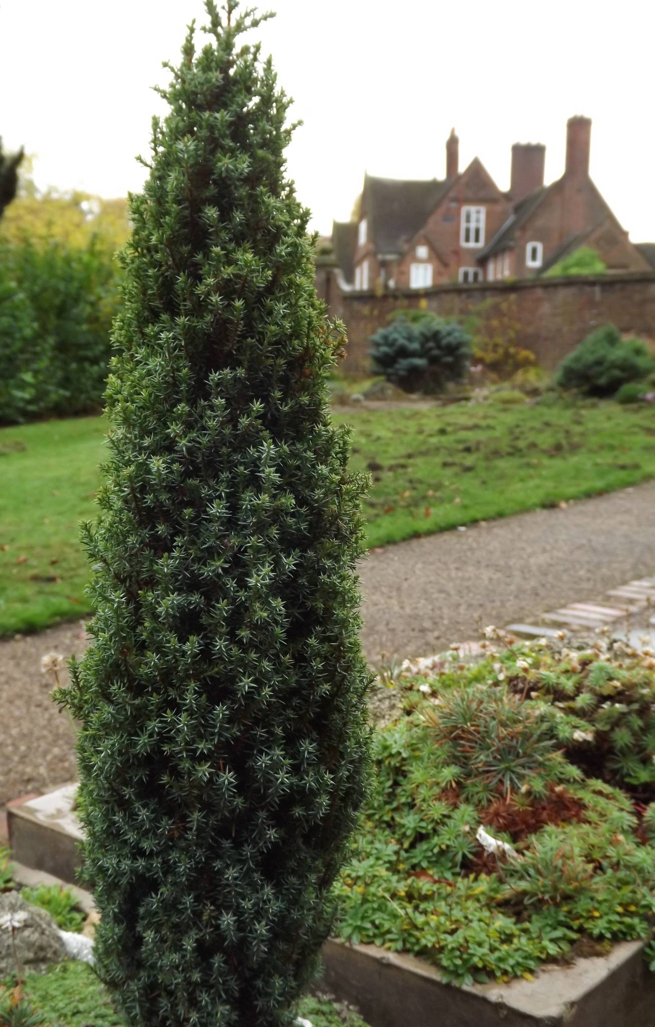 Juniperus communis 'Compressa', Winterbourne House and Garden, Digging for Dirt