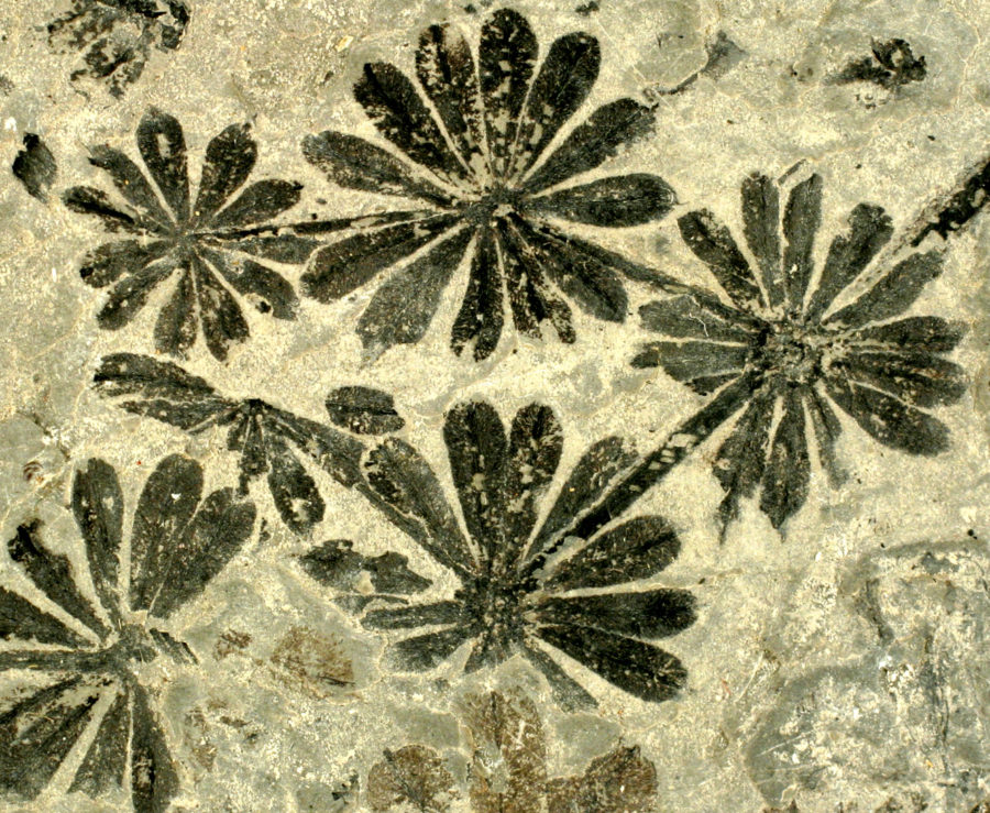 Leaves of an ancient horsetail, photograph by the Lapworth Museum of Geology, University of Birmingham