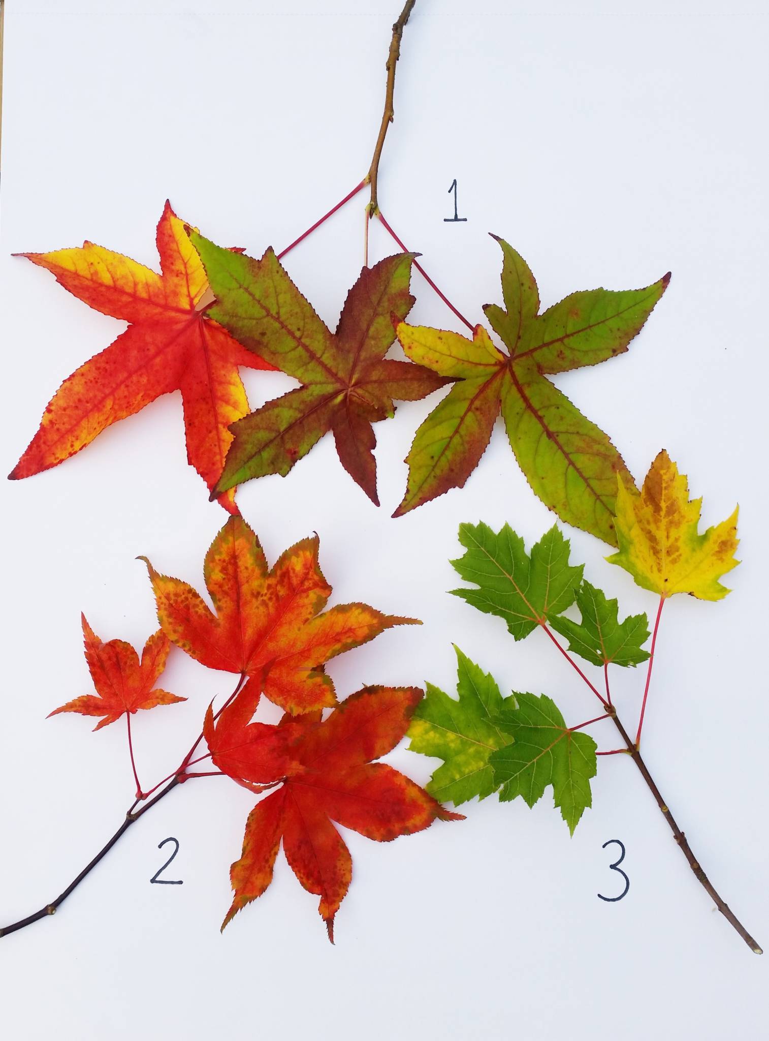 Liquidambar styraciflua (1), Acer palmatum 'Osakazuki' (2), and Acer saccharinum (3), photograph by Leighanne Gee, Winterbourne House and Garden, Digging for Dirt