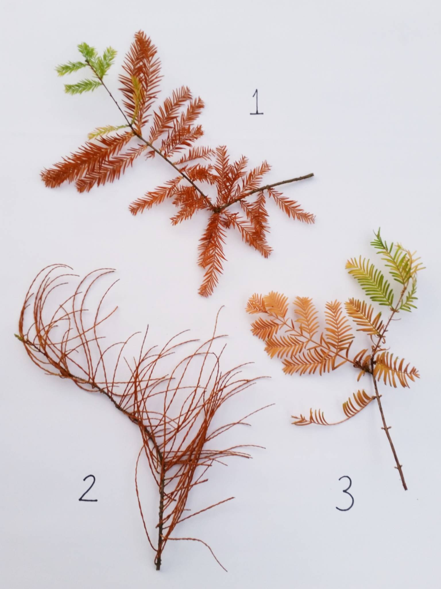 Taxodium distichum (1), Taxodium distichum var. imbricatum 'Nutans' (2), and Metasequoia glyptostroboides (3), photograph by Leighanne Gee, Winterbourne House and Garden, Digging for Dirt