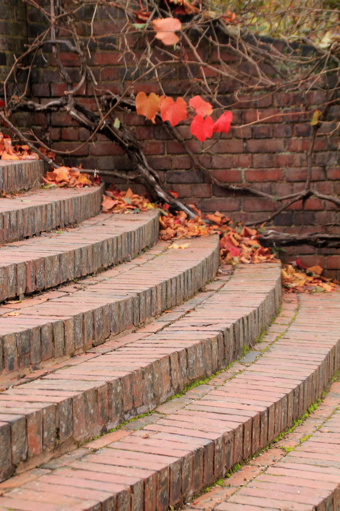 Terrace steps, photograph by Carien van Boxtel, Winterbourne House and Garden, Digging for Dirt