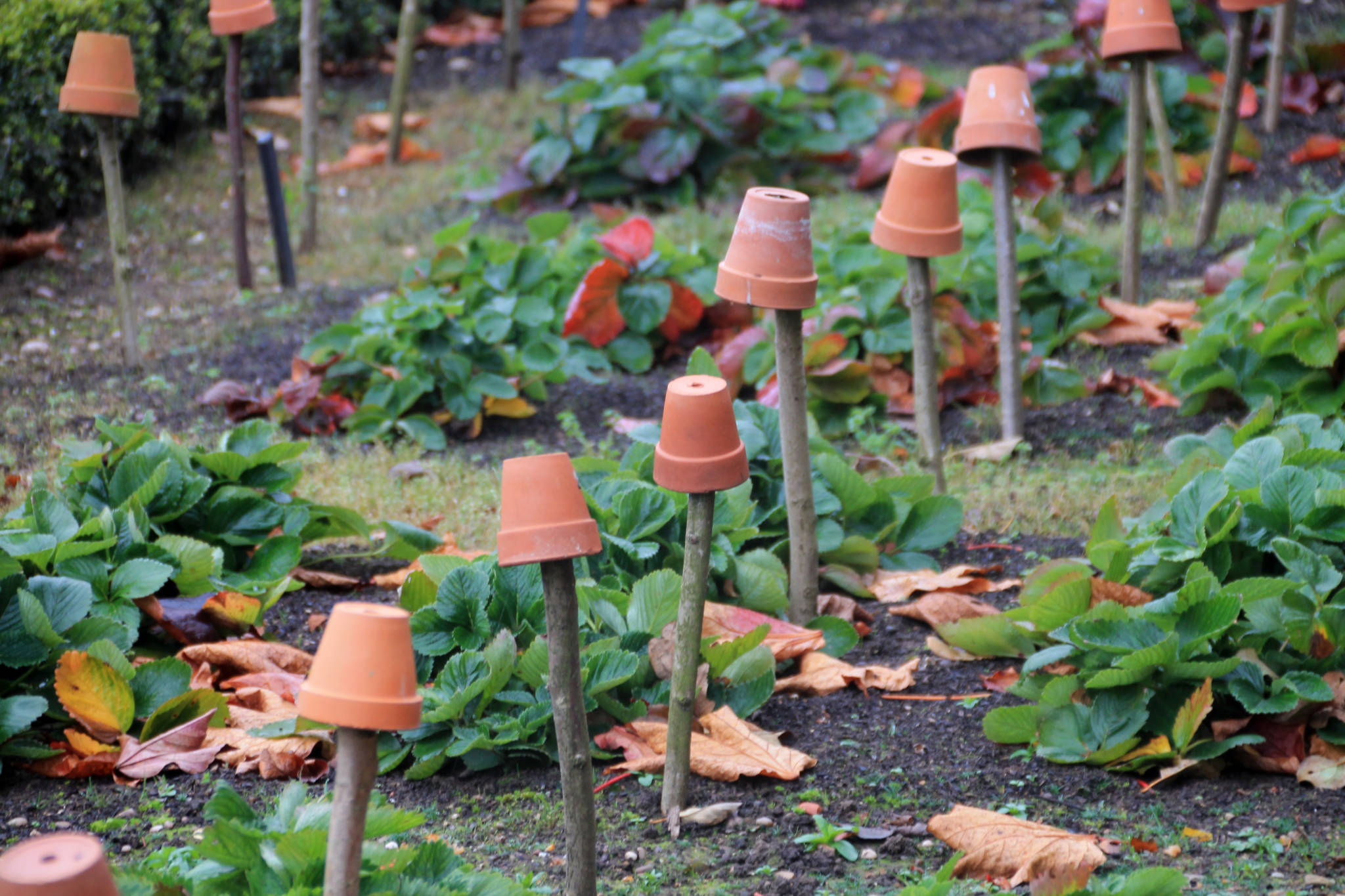 Strawberry bed, Walled Garden, photograph by Carien van Boxtel, Winterbourne House and Garden, Digging for Dirt