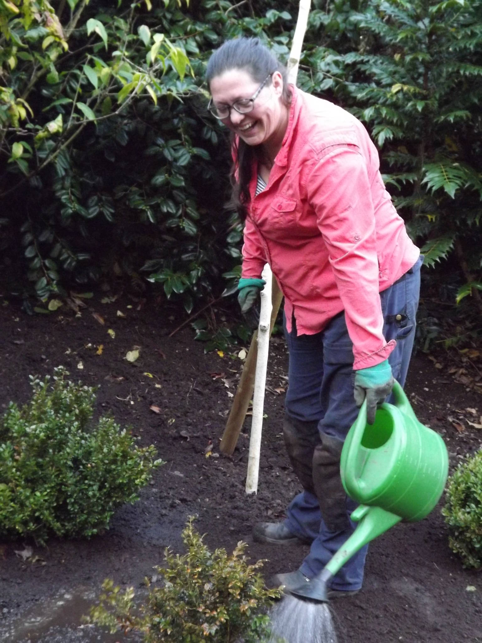 Watering newly planted box plants in the Winter Garden, Winterbourne House and Garden, Digging for Dirt
