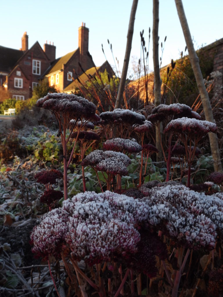 Sedum 'Herbstfreude', Winterbourne House and Garden, Digging for Dirt