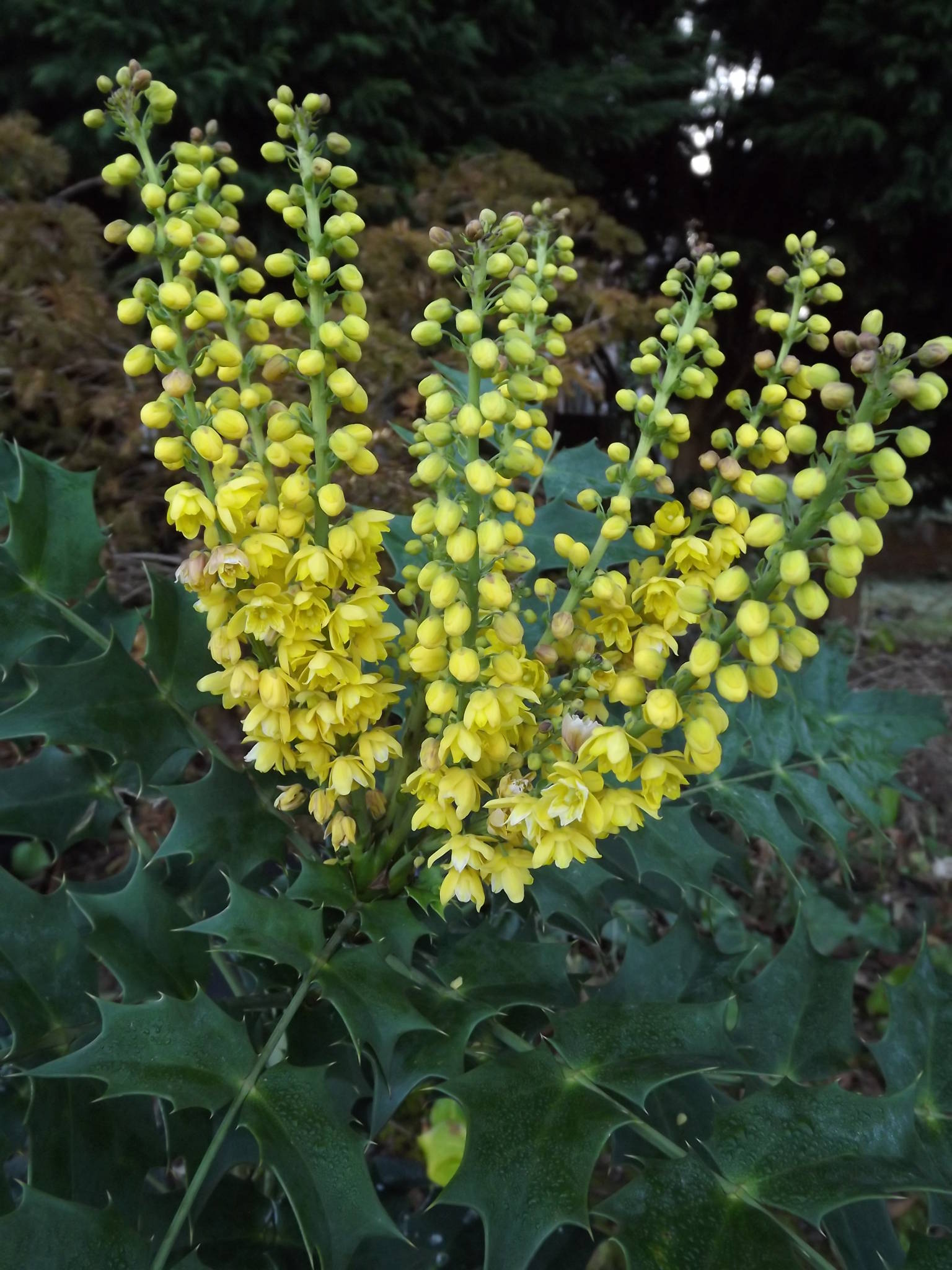 Mahonia x media 'Lionel Fortescue', Winterbourne House and Garden, Digging for Dirt