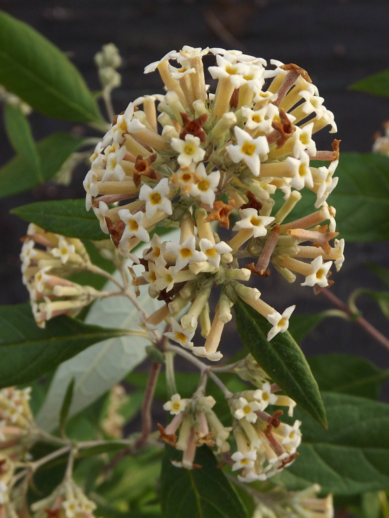 Buddleja auriculata, Winterbourne House and Garden, Digging for Dirt