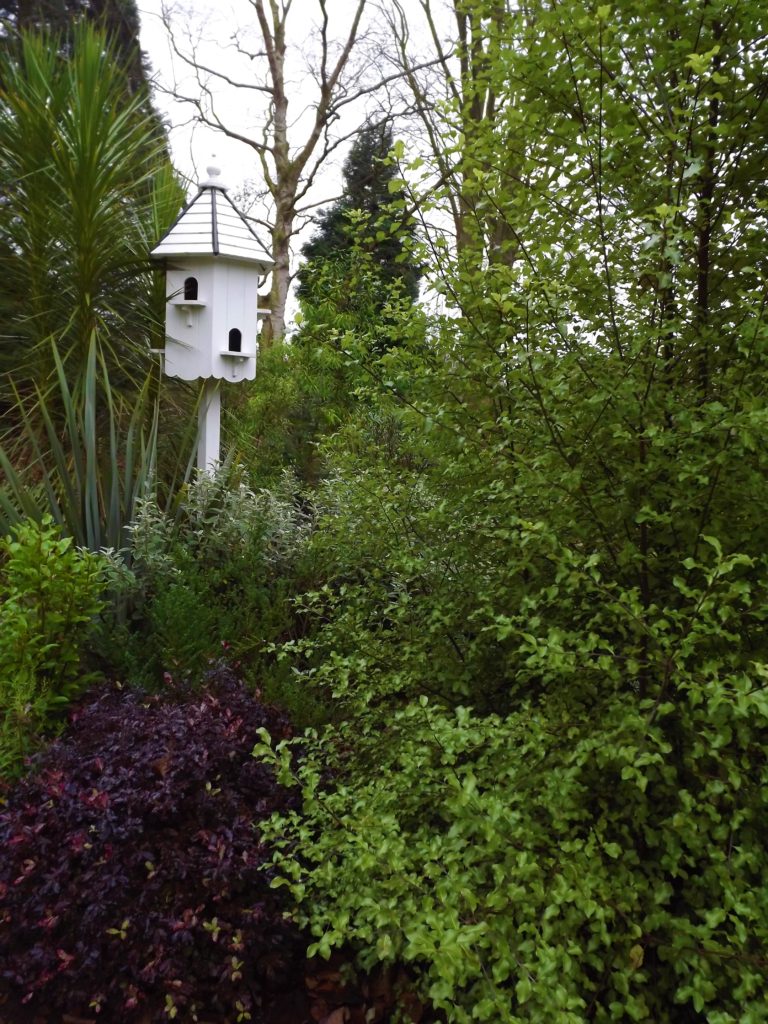 Pittosporum tenuifolium and Pittosporum 'Tom Thumb' in the Geographical Beds, Winterbourne House and Garden, Digging for Dirt