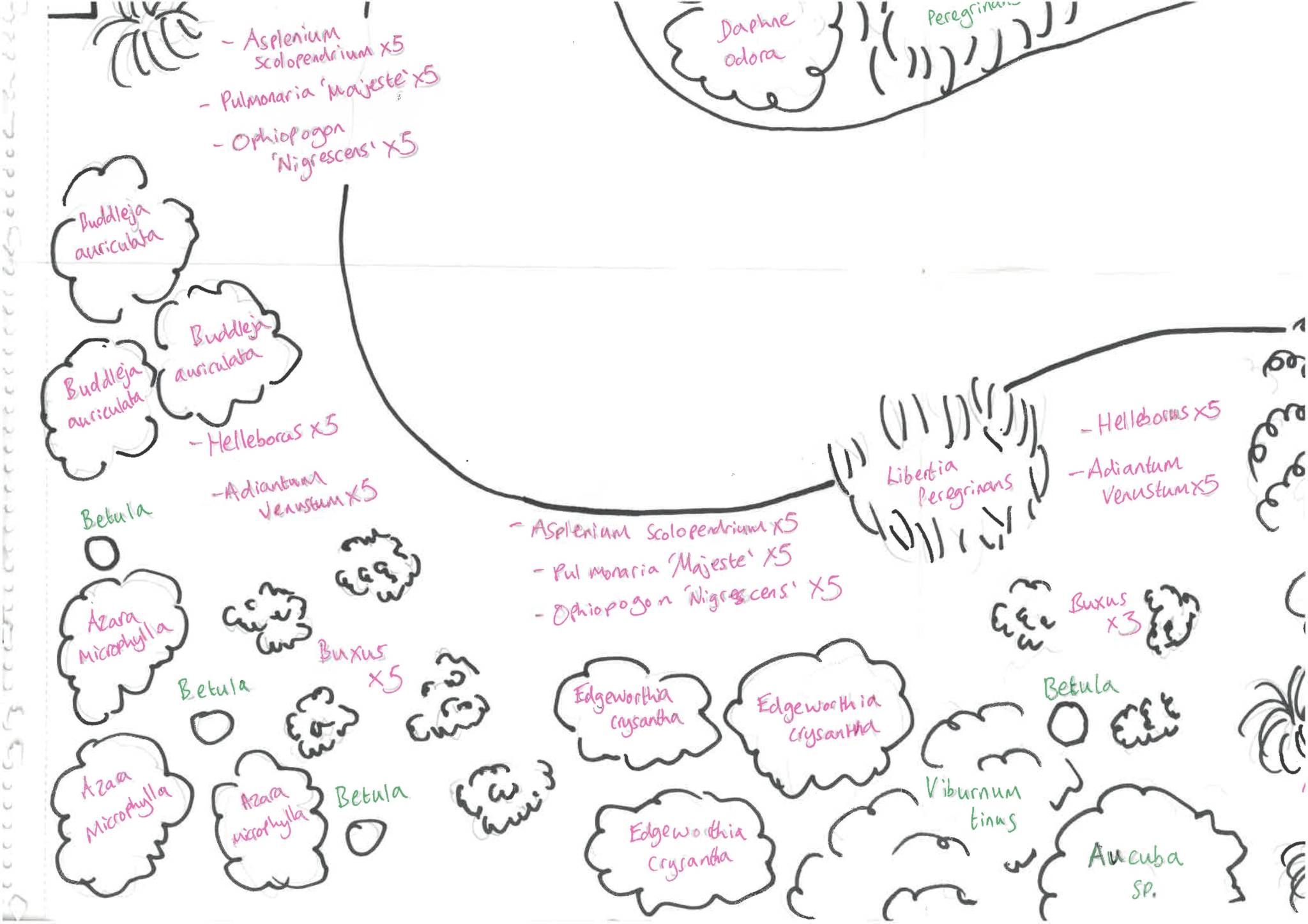 Part of the planting plan for the new Winter Garden, Winterbourne House and Garden, Digging for Dirt