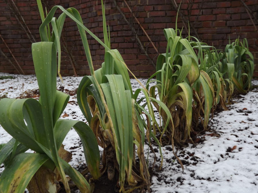Leeks in the Walled Garden