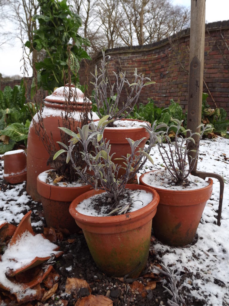 Herbs in the Walled Garden, Winterbourne House and Garden, Digging for Dirt