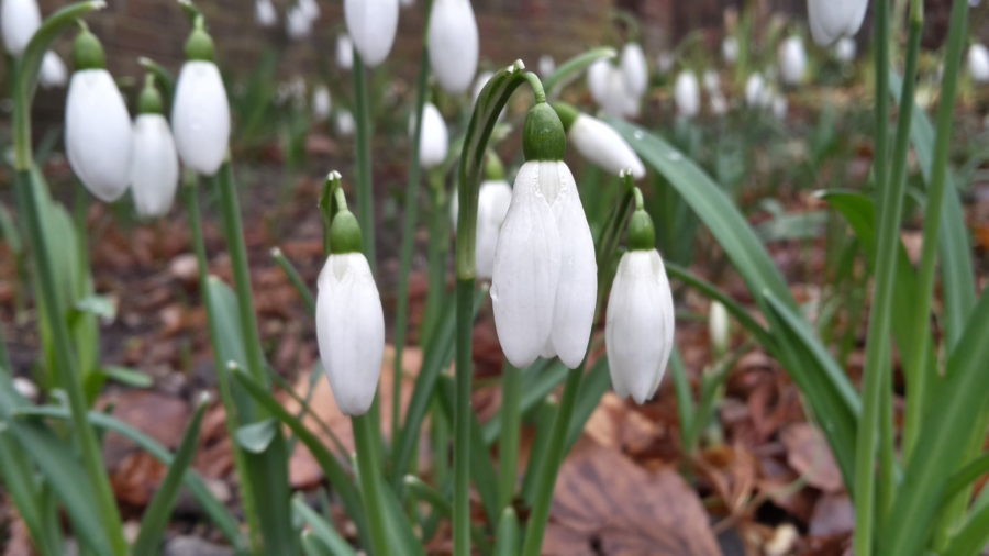 Galanthus nivalis, photograph by Andy Gee
