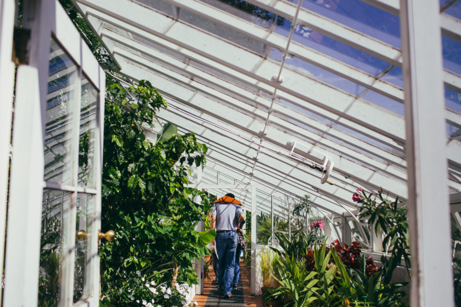 Lean-to Glasshouse, photograph by Greg Milner, photography, Winterbourne House and Garden, Digging for Dirt