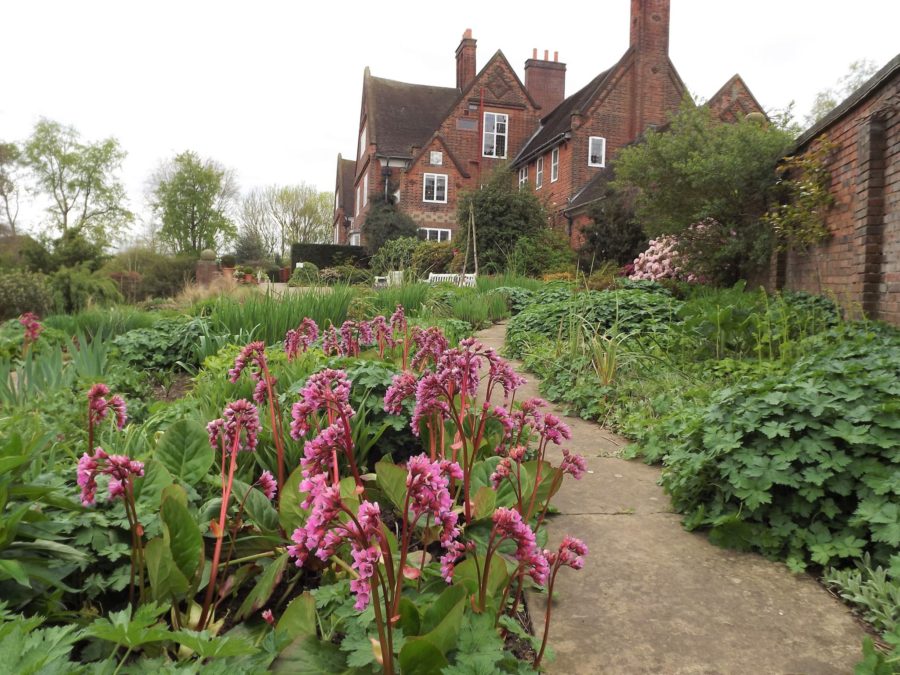 Bergenia 'Bressingham Bountiful', Winterbourne House and Garden, Digging for Dirt