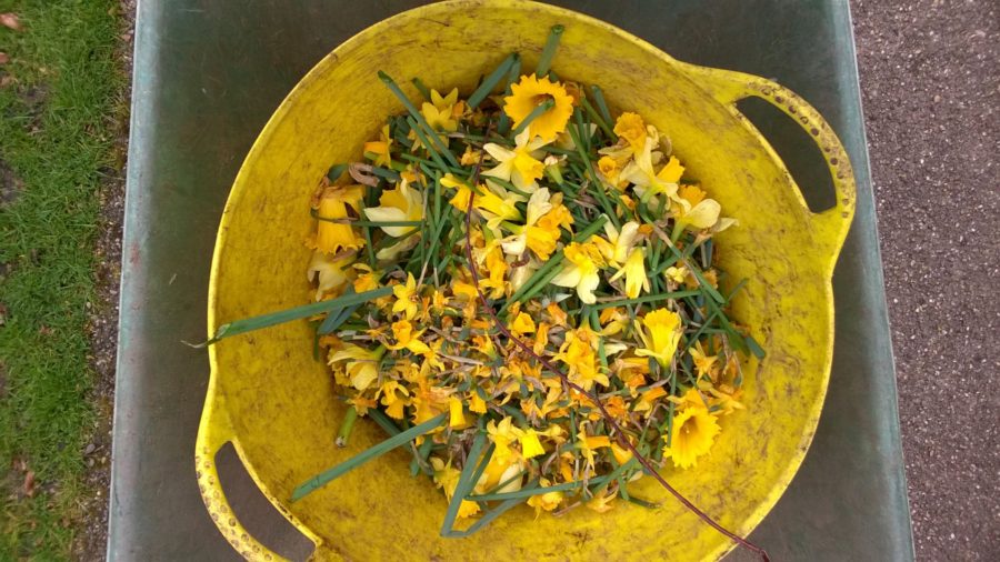 Deadheading daffodils, Winterbourne House and Garden, Digging for Dirt