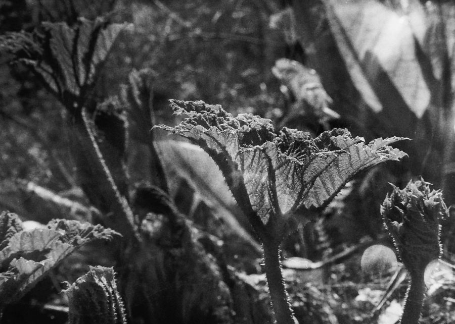 Gunnera manicata, photograph by Chris Rigby, film photography, Winterbourne House and Garden, Digging for Dirt