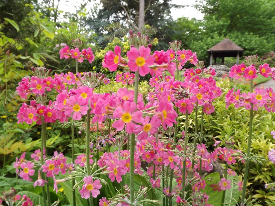 Candelabra primula, The Comedy of Errors, Winterbourne House and Garden, Digging for Dirt