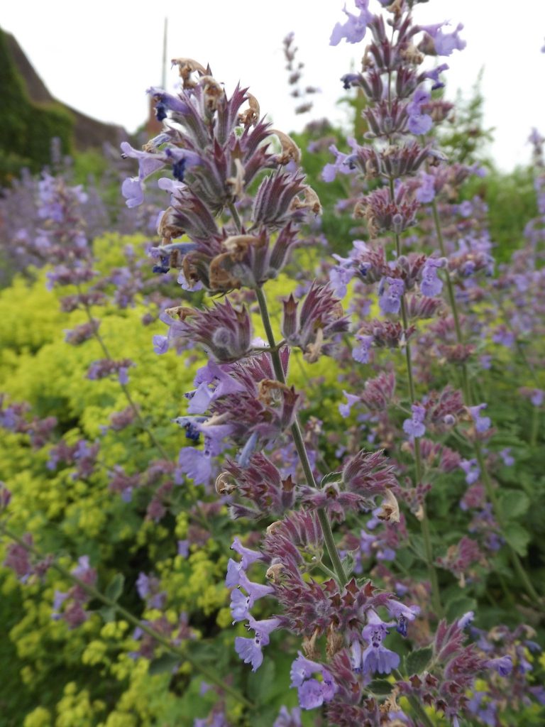 Nepeta x faassenii in the Walled Garden, Winterbourne House and Garden, Digging for Dirt