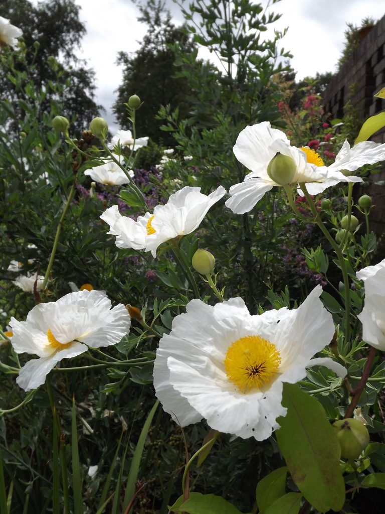 Californian tree poppy, Winterbourne House and Garden, Digging for Dirt