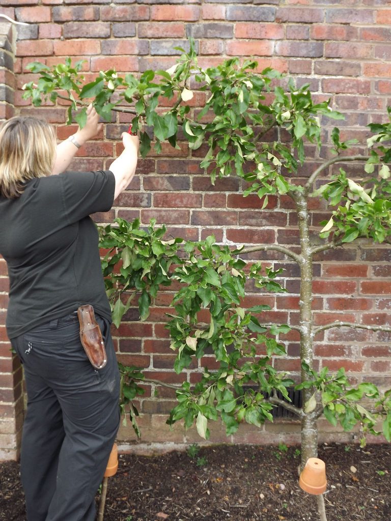 Summer pruning wall trained fruit, Winterbourne House and Garden, Digging for Dirt, Monthly Masterclass: August