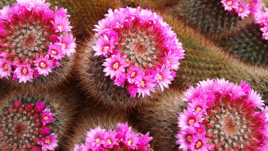 Mammillaria. Snapshot, Jo Gooding, Digging for Dirt, Winterbourne House and Garden
