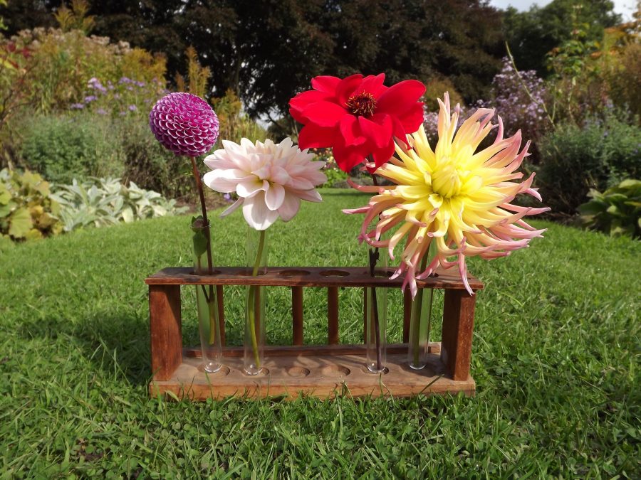 D. 'Mary Munns' (pompon), D. 'Brackenridge Ballerina' (waterlily), D. 'Bishop of Llandaff' (single) and D. 'Alfred C' (cactus), Now and Then, Winterbourne Hosue and Garden, Digging for Dirt