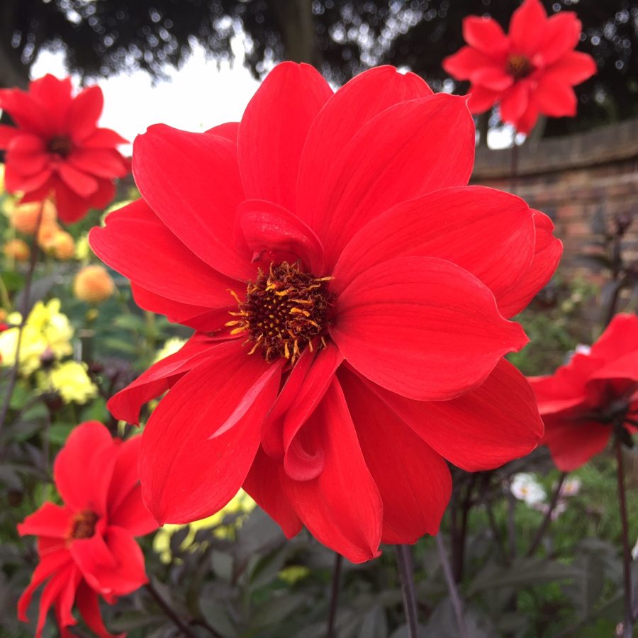 Dahlia 'Bishop of Llandaff' in the Walled Garden, photograph by Paul Martin, Now and Then, Winterbourne House and Garden, Digging for Dirt