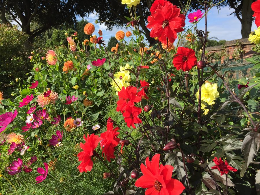 Dahlias in the Walled Garden, photograph by Paul Martin, Now and Then, Winterbourne House and Garden, Digging for Dirt