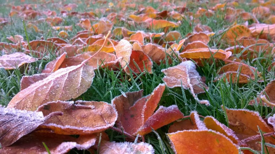 Ground frost, Now and Then: November, Winterbourne House and Garden, Digging for Dirt