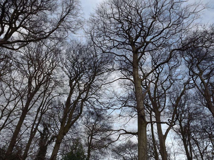Edgbaston Wood, Now and Then: December, Winterbourne House and Garden, Digging for Dirt
