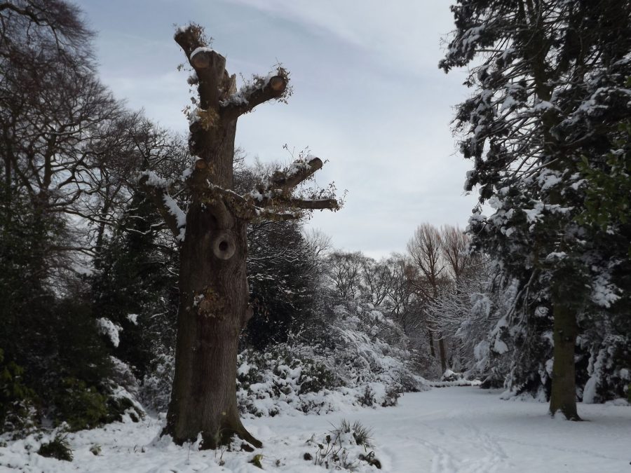 The pollarded English oak, Now and Then: December, Winterbourne House and Garden, Digging for Dirt