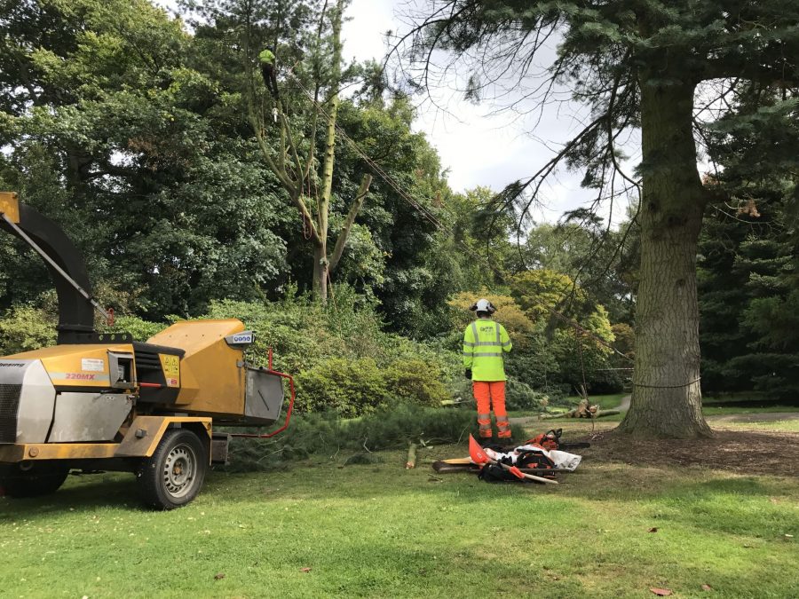 Weymouth pine, Now and Then: December, Winterbourne House and Garden, Digging for Dirt