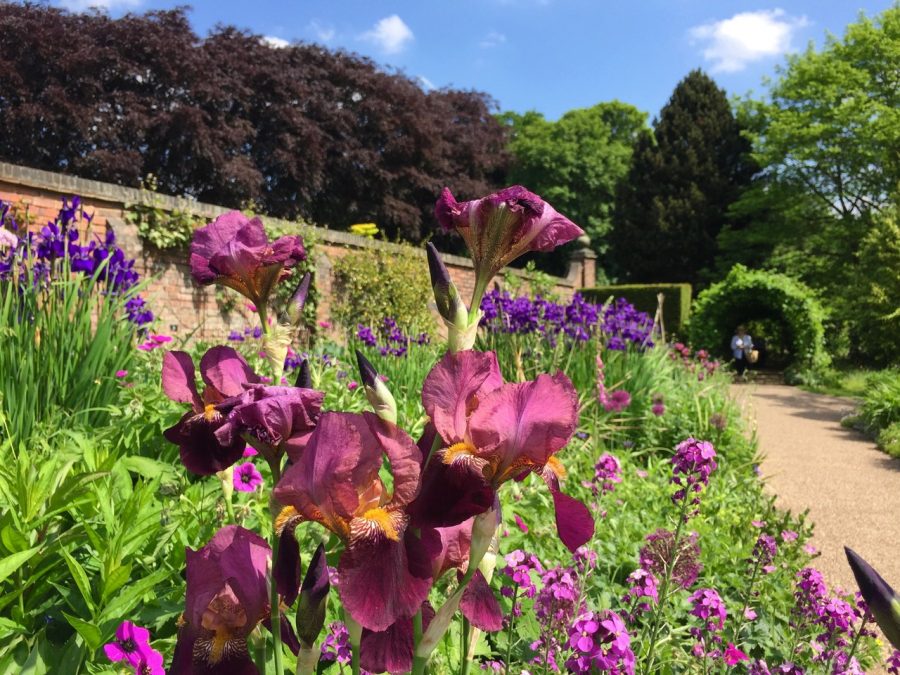 The Pink and Blue Border, photograph by Paul Martin, career change, Winterbourne House and Garden, Digging for Dirt