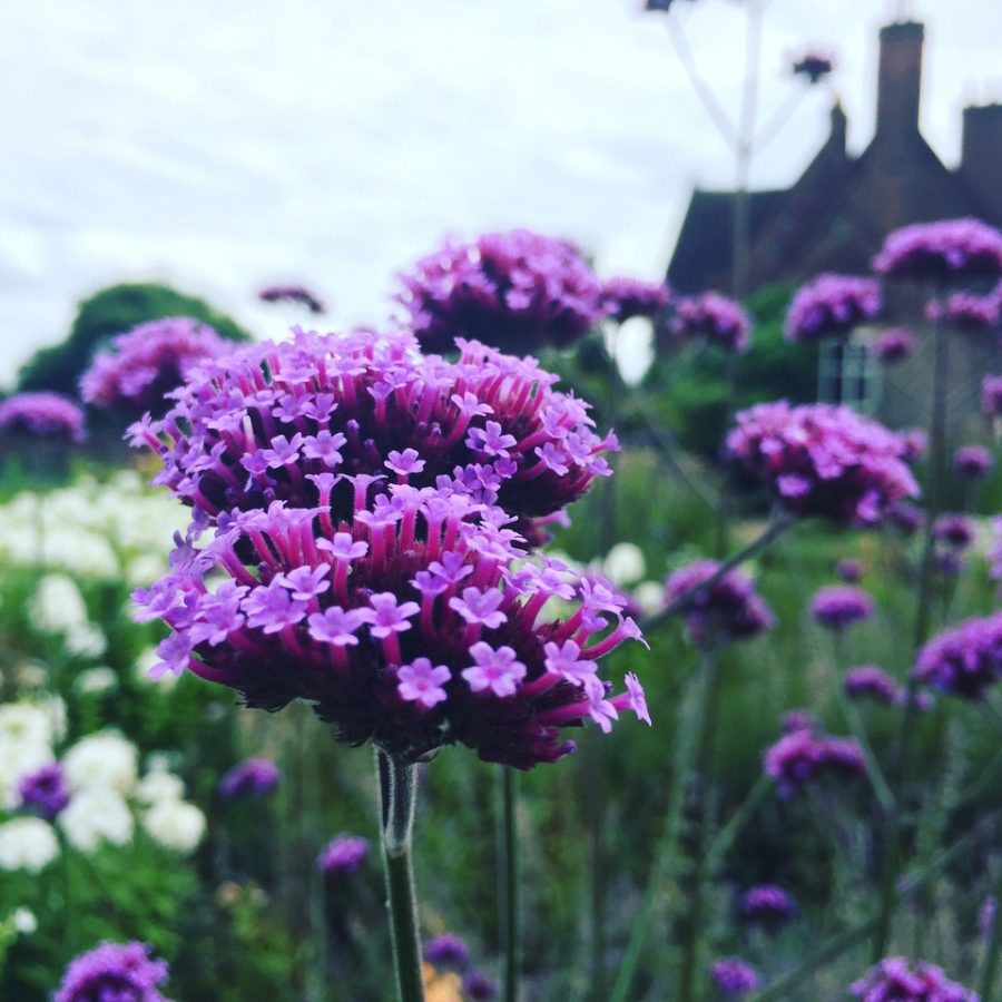 Verbena bonariensis in the Walled Garden, photograph by Paul Martin, career change, Winterbourne House and Garden, Digging for Dirt