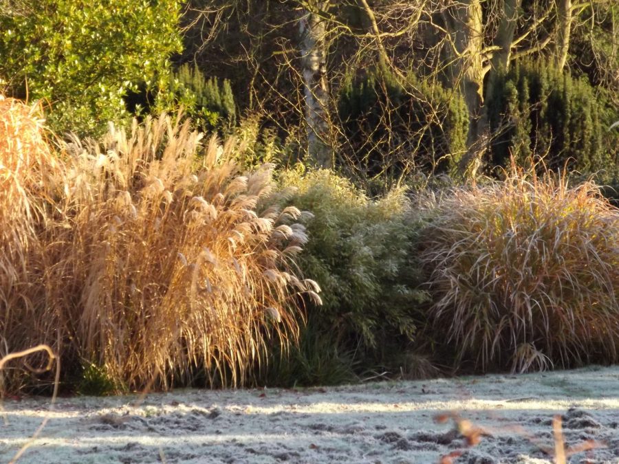 Miscanthus, Now and Then, Winterbourne House and Garden, Digging for Dirt