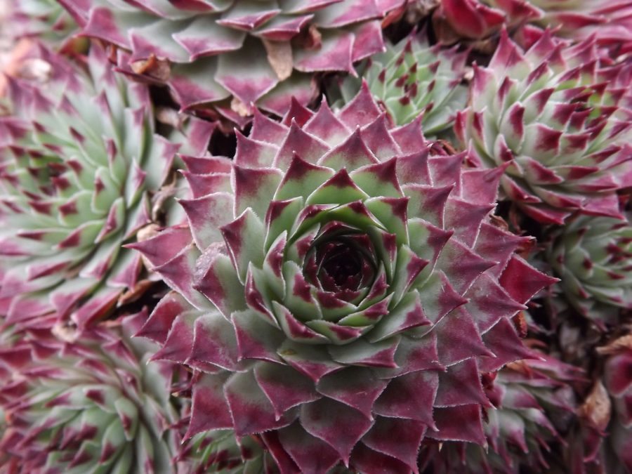 Sempervivum calcareum, Now and Then, Winterbourne House and Garden, Digging for Dirt