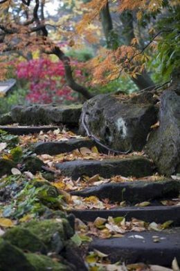 The Sandstone Rock Garden in November, photograph by Jenny Lilly, Winterbourne House and Garden, Digging for Dirt