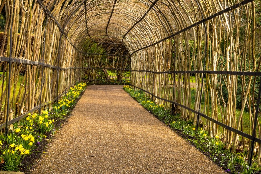 Narcissus 'Tete-a-Tete' planted along the Nut-Walk path, photograph by Maggie Bucknall, Now and Then March, Winterbourne House and Garden, Digging for Dirt