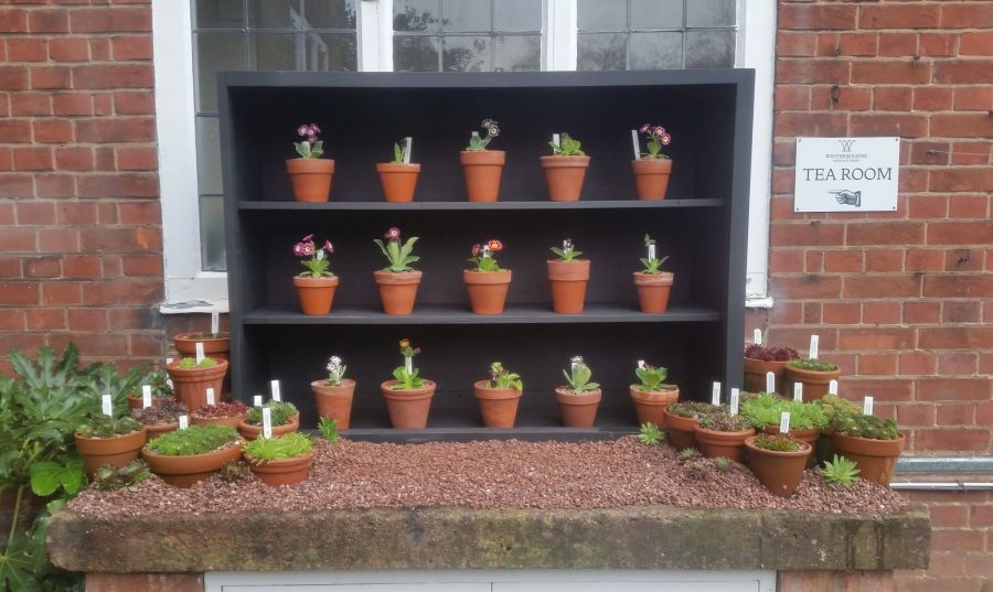 Auricula theatre, photograph by Leighanne Gee, Now and Then April, Winterbourne House and Garden, Digging for Dirt