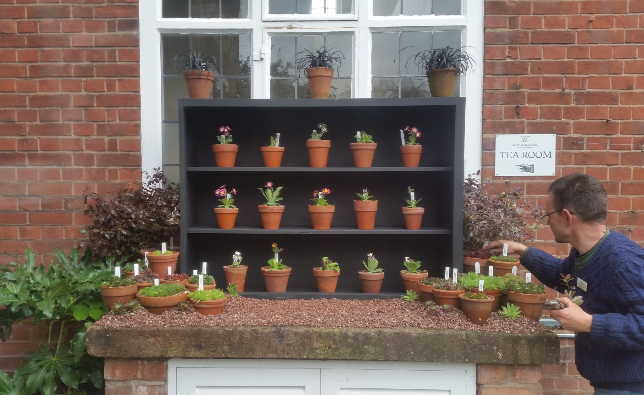 Putting the finishing touches to the auricula theatre, photograph by Leighanne Gee, Now and Then April, Winterbourne House and Garden, Digging for Dirt