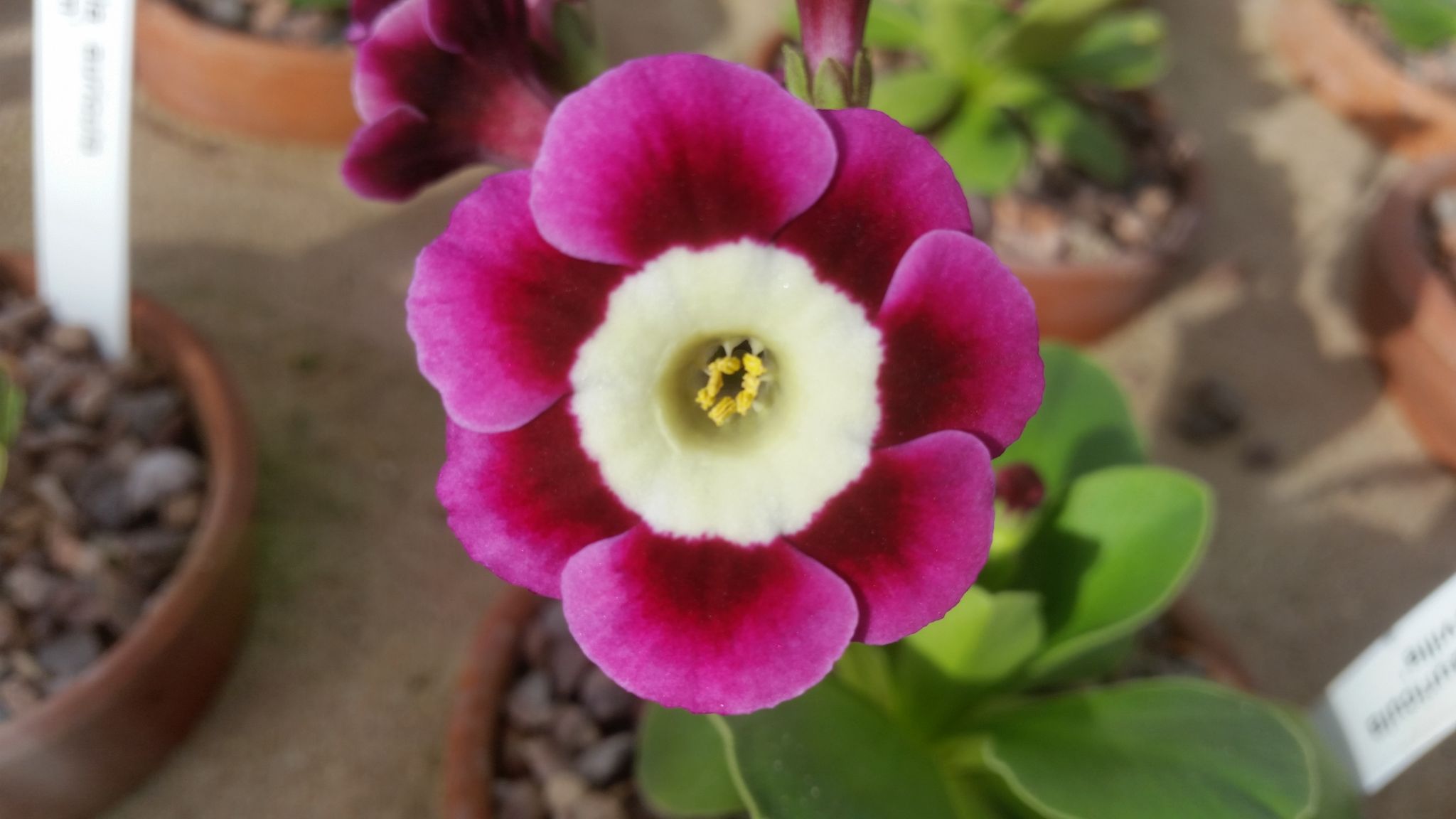 Primula auricula 'Ian Greville', photograph by Leighanne Gee, Now and Then April, Winterbourne House and Garden, Digging for Dirt