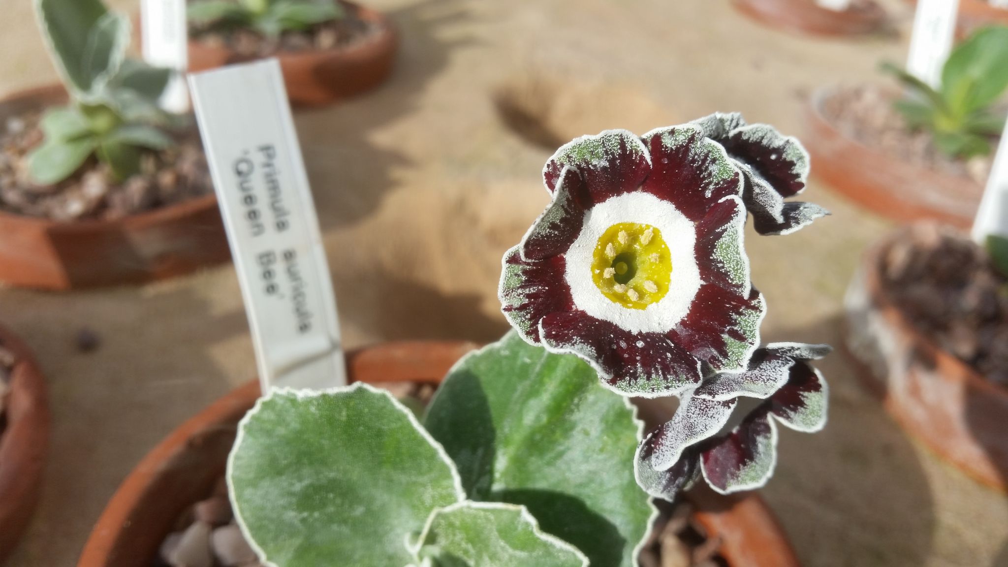 Primula auricula 'Queen Bee', photograph by Leighanne Gee, Now and Then April, Winterbourne House and Garden, Digging for Dirt