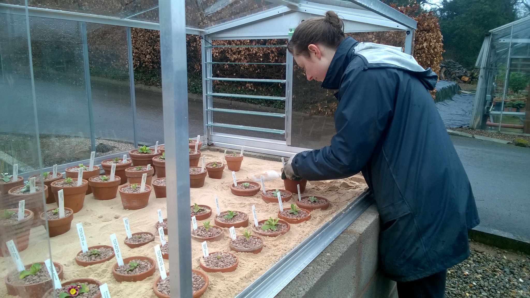 Auriculas growing in a plunge bed and cold frame in our Nursery Area, Now and Then April, Winterbourne House and Garden, Digging for Dirt