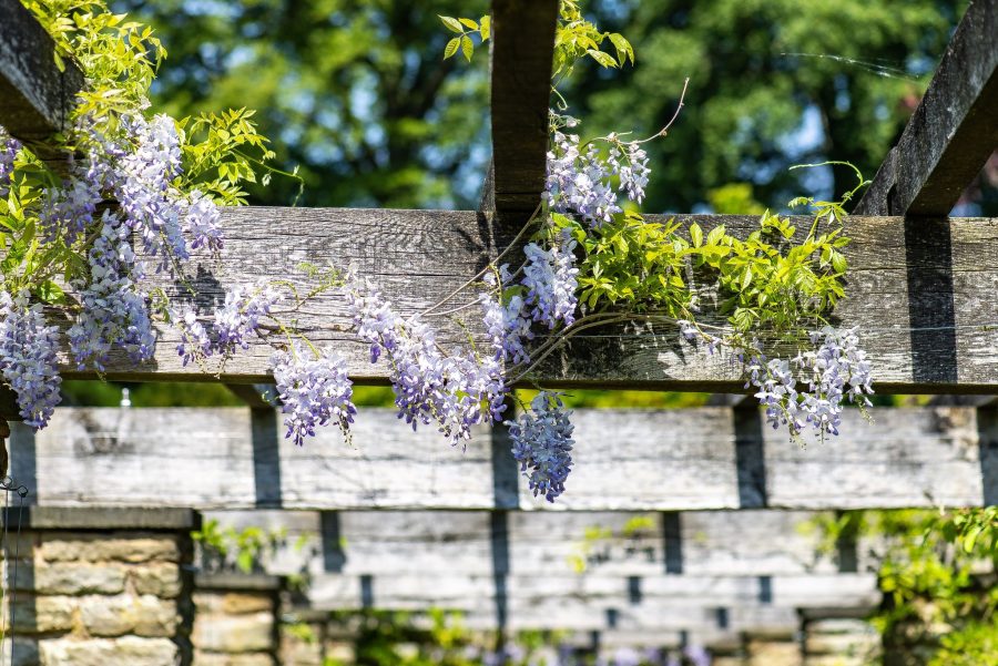 Wisteria sinensis 'Prolific' on the Pergola, photograph by Tony Bucknall, Now and Then May, Winterbourne House and Garden, Digging for Dirt