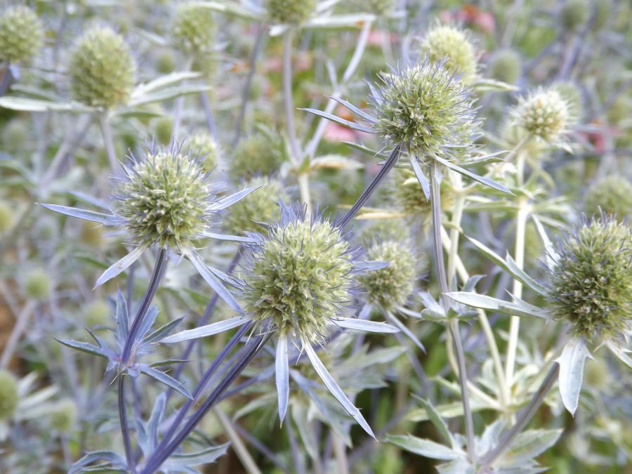 Eryngium in the Walled Garden, Now and Then July, Winterbourne House and Garden, Digging for Dirt