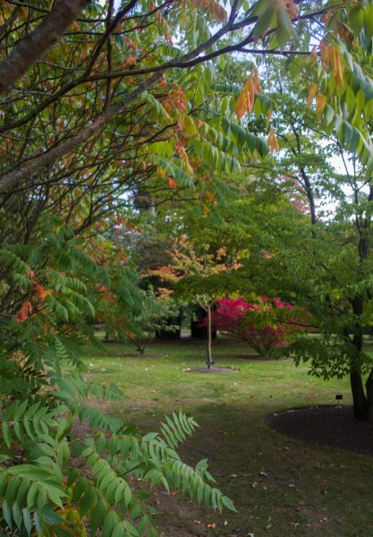 Rhus typhina and Euonymus alatus 'Compactus' in the distance, photograph by Maggie Bucknall, The Week That Was, Winterbourne House and Garden, Digging for Dirt